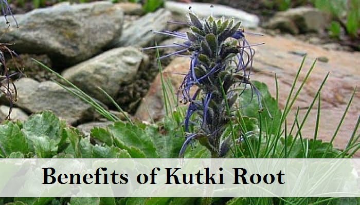 kutki powder benefits