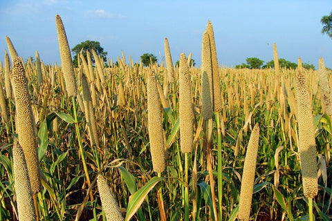 Cultivation of millet