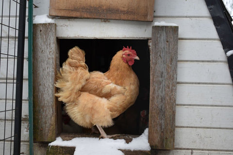 A chicken is in the door way