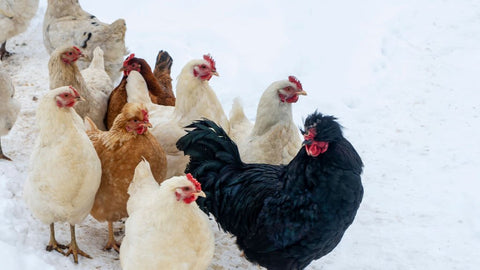Chickens are cuddling together in winter