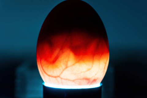 A Small life of chicken is developing when candling the egg
