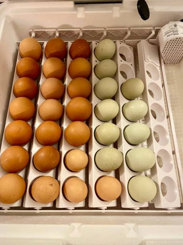 Rainbow eggs are turning by the incubator egg  turner