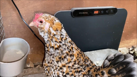 Chicken and Chickcozy Coop heater in the chicken coop