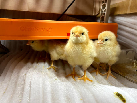 Dos pollitos se calientan con la placa calefactora Chickcozy Brooder