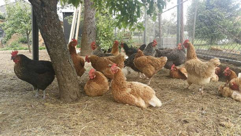 Chicken flocks are sitting under a tree