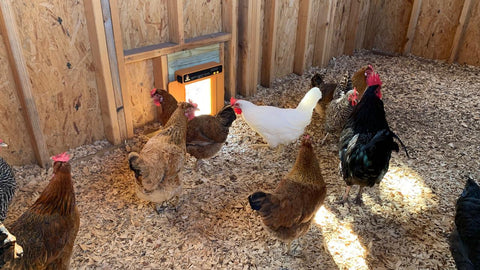 Many chickens is scraching around inside the chicken coop