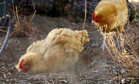 Un pollo está haciendo un baño de polvo en el gallinero.