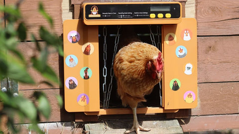 Una gallina sale a través de la puerta automática del gallinero Chickcozy.
