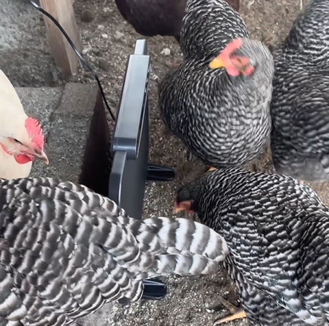 Las gallinas están paradas alrededor del calentador de gallinero Chickcozy.
