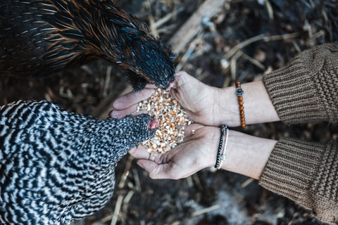 Feeding chicken with a handful chicken feed