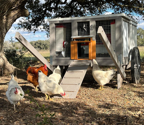 8 cosas que los criadores de gallinas adoran de la puerta automática -  Omlet Blog España