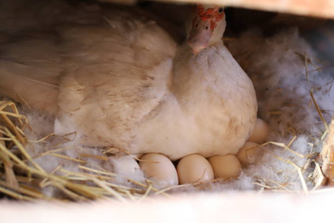 A Brooder hen is hatching some eggs