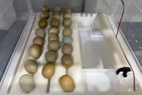 Many eggs are just put into the egg incubator