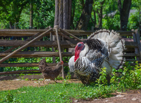 Raising Turkeys in backyard