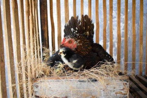 A brooded hen and a chick is in the nesting box