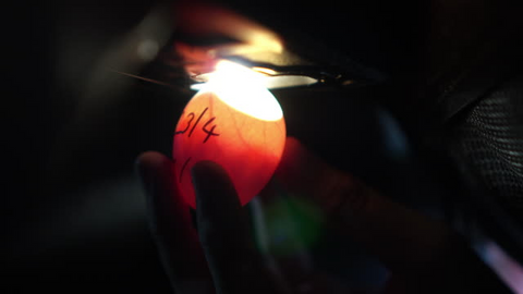 Candling a chicken egg on Day 7