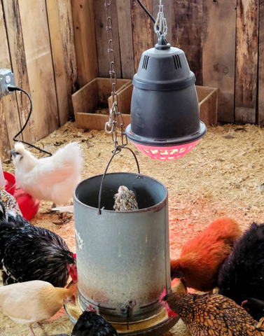 Chickens are eating chicken feed from a feeder with a heat lamp on it