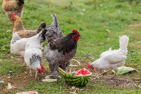 Chickens are enjoying their treats of waterlemon