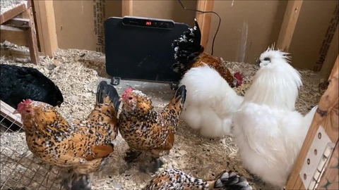 Chickens are getting more heat from the Chickcozy chicken coop heater on the ground