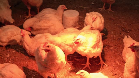 Chickens are playing under a heat lamp in the chicken coop