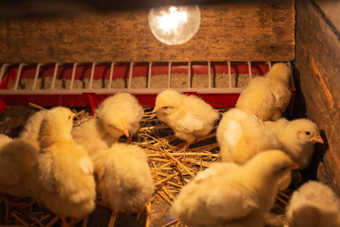 Chicks are cuddling under a heat lamp