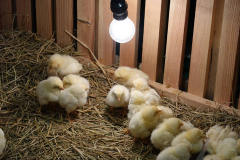 Chicks are cuddling under a heat lamp