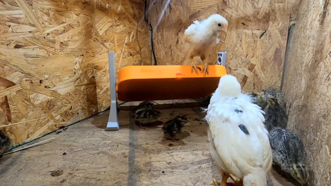 Day old chicks are standing on the top of Chickcozy brooder heating plate