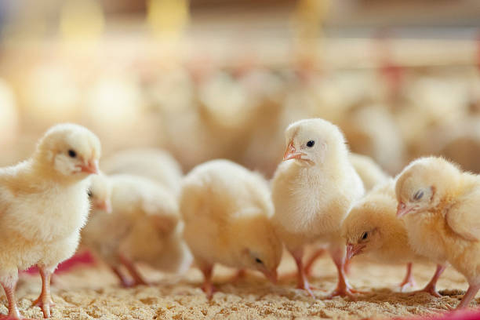 Days old chicks are standing on the bedding and watching each other