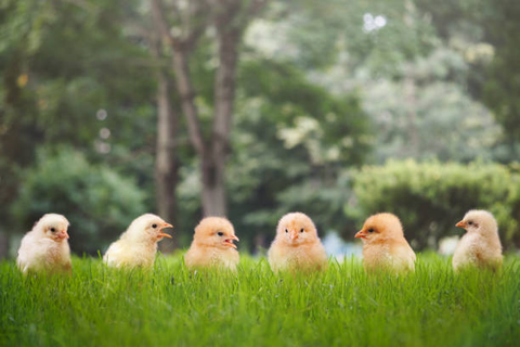 Days old chicks are standing on the grass and watching each other