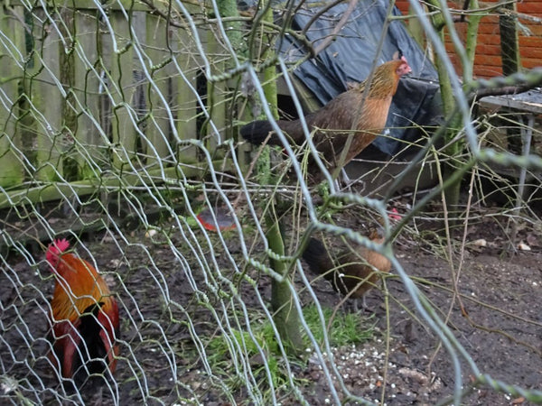 Chicken run with metal wire protecting backyard chickens