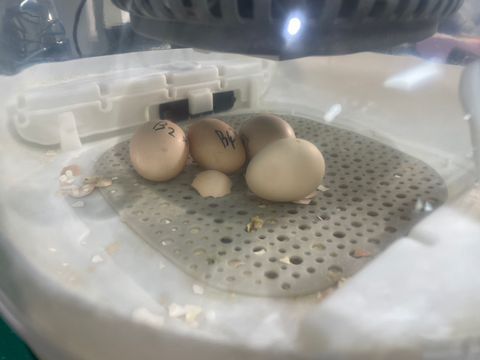 Eggs are put on the incubator base on lockdown day