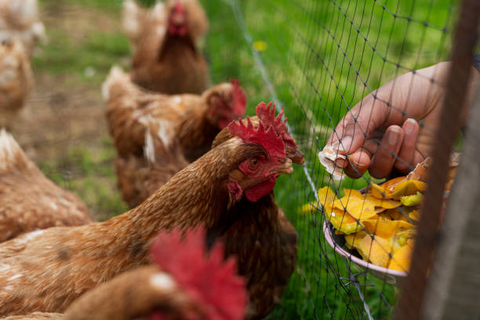 Feeding chickens treats in the backyard