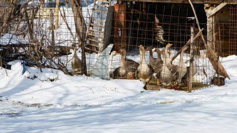 Free ranging geese in the winter