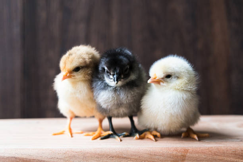 Three chicks are cuddling together
