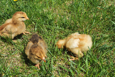 Three days old chicks are playing on the grass