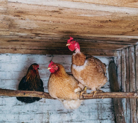 Three young hens are roosting in the bar