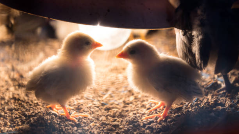 Two chicks are playing under the heat lamp