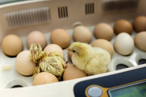 Two chicks were hatched in an incubator