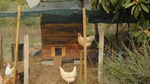 Three chickens is playing in the chicken run