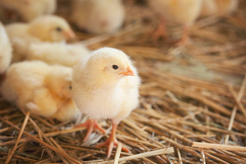 a chick is standing on the hay and straws