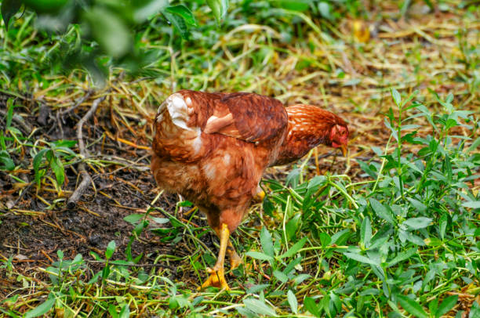 a chicken is walking on the grass