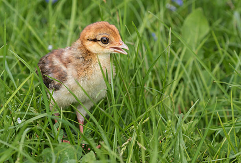 a days old chick is enjoying sunbath on the grass