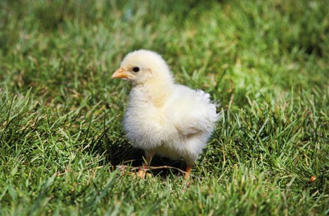 a days old chick is enjoying sunbath on the grass