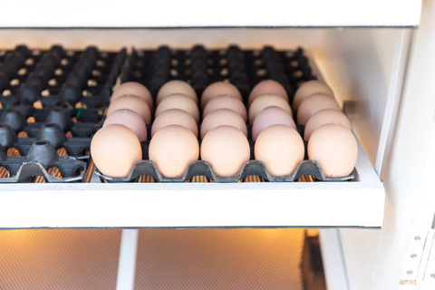 Chicken eggs are in incubation process inside a egg incubator
