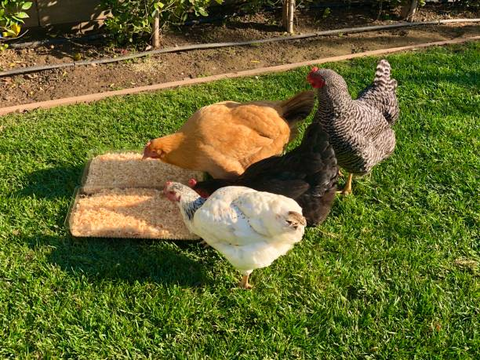 backyard egg layer chickens are eating chicken feed