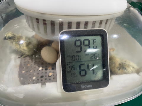 A thermometer was put inside the chickcozy incubator to check termperature and mositure
