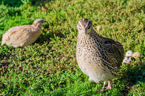 Raising quails in backyard 