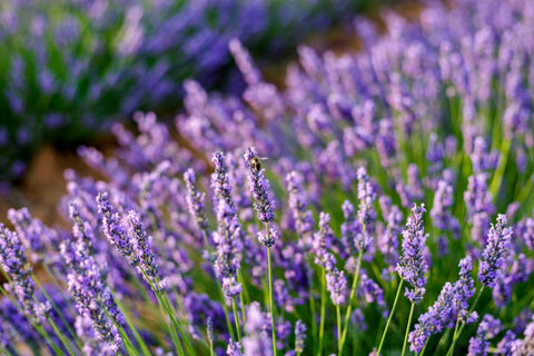 abeja-polinizando-una-flor-de-lavanda