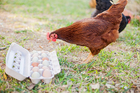 Rhode Island Reds - backyard chicken breeds