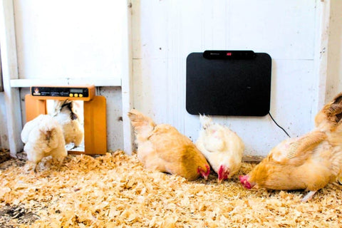 chicken flock are in the chicken coop with chickcozy automatic chicken coop door and chicken heater